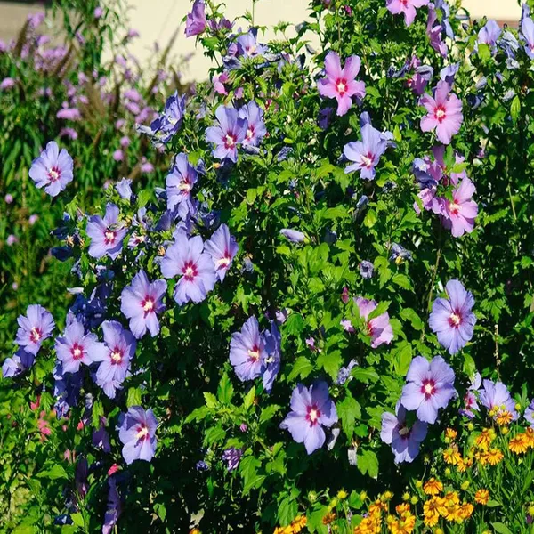 Purple_Colour_Hibiscus_Joba_Gudhal_Flower_Plant_(1-2_Feet_Height)