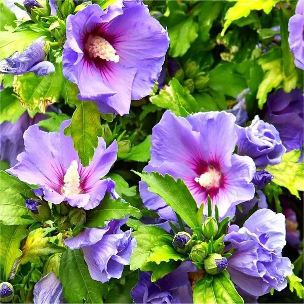 Purple_Colour_Hibiscus_Joba_Gudhal_Flower_Plant_(1-2_Feet_Height)