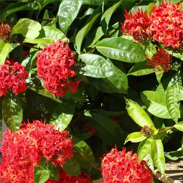 Red_Colour_Ixora_Rukmini_Rangan_Flower_Shrubs_Plant_(1.5-3_Feet_Height)