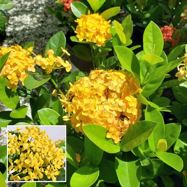 Yellow_Colour_Ixora_Rukmini_Rangan_Flower_Shrubs_Plant_(1.5-3_Feet_Height)