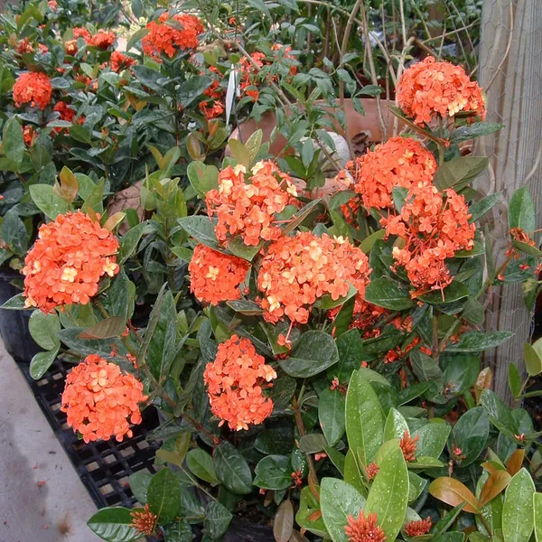 Orange_Colour_Ixora_Rukmini_Rangan_Flower_Shrubs_Plant_(1.5-3_Feet_Height)