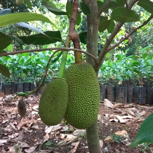 Thai_All_Season_Jackfruit_Panasa_Varikka_Katahal_Chakka_Grafted_Fruit_Plant_(1.5-3_Feet_Height)