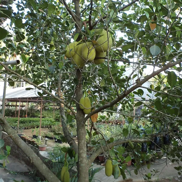 Seedless_Gumless_Jackfruit_Panasa_Varikka_Katahal_Chakka_Grafted_Fruit_Plant_(1.5-3_Feet_Height)