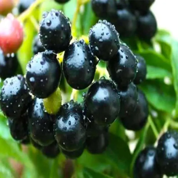 Thai_Black_Jamun_Jambolan_Jam_Grafted_Fruit_Plant_(1.5-3_Feet_Height)