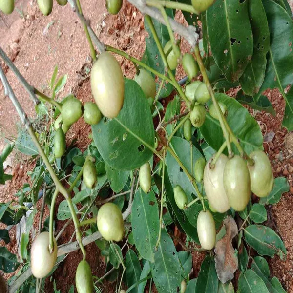White_Jamun_Jambolan_Jam_Grafted_Fruit_Plant_(1.5-3_Feet_Height)
