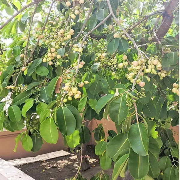 White_Jamun_Jambolan_Jam_Grafted_Fruit_Plant_(1.5-3_Feet_Height)