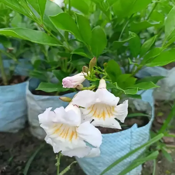 Hybrid_Kamini_Satin_Wood_Kunti_Shrubs_Flower_Plant_(1-2_Feet_Height)