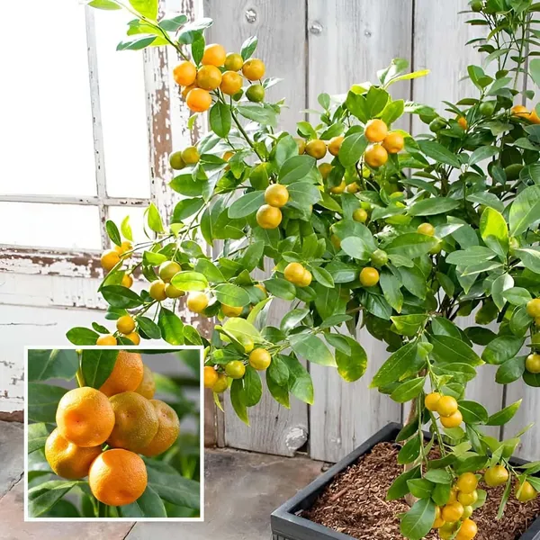 Nimbu_Cot_Sour_All_Time_Lemon_Nimbu_Layering/Grafted_Fruit_Plant_(1-2_Feet_Height)