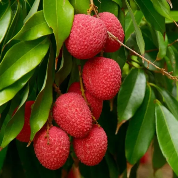 Bombai_Litchi_Lychee_Layering/Grafted_Fruit_Plant_(1.5-2_Feet_Height)