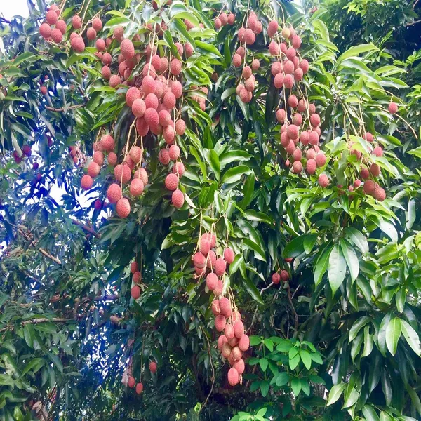 Muzaffarpur_Shahi_Litchi_Lychee_Fruit_Plant_(1.5-2_Feet_Height)
