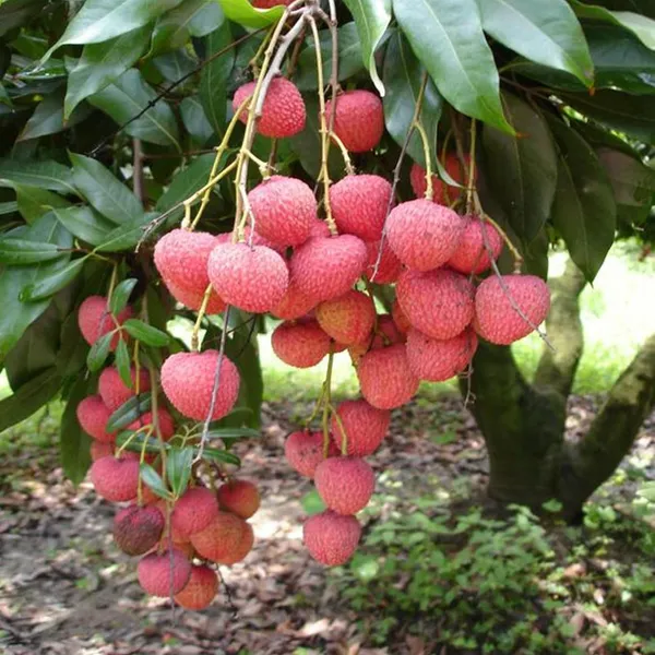 Early_Seedless_Litchi_Fruit_Plant_(1.5-2_Feet_Height)