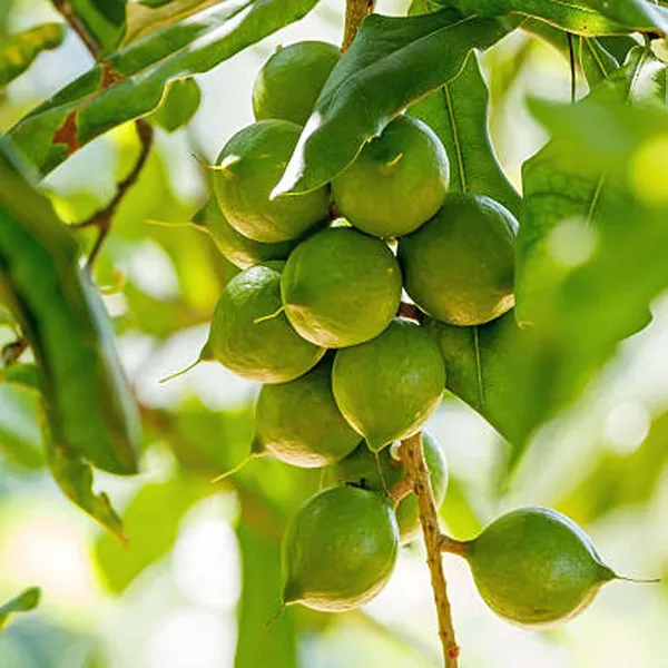 Macadamia_Nut_Fruit_Plant_(1-2_Feet_Height)