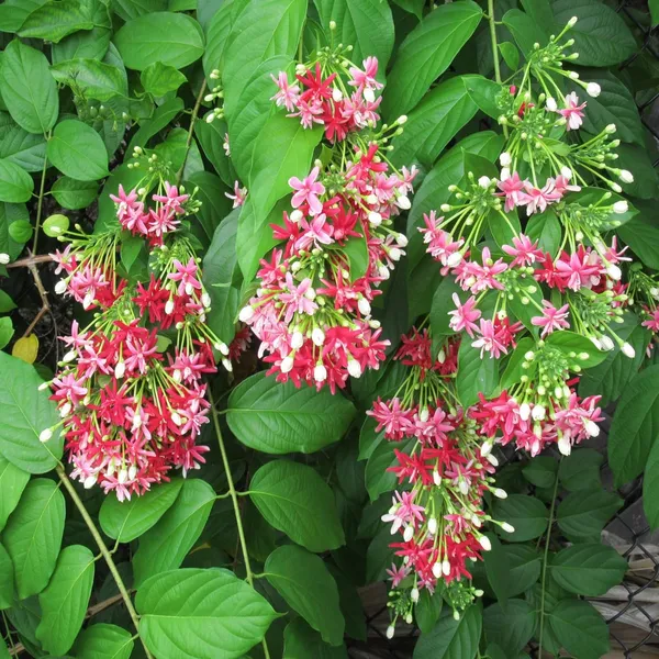 Rangoon_Creeper_Madhavi_Lata_Madhumalti_Flower_Climbers_Flower_Plant_(1-2_Feet_Height)