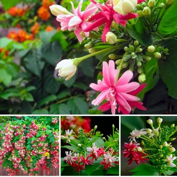 Rangoon_Creeper_Madhavi_Lata_Madhumalti_Flower_Climbers_Flower_Plant_(1-2_Feet_Height)