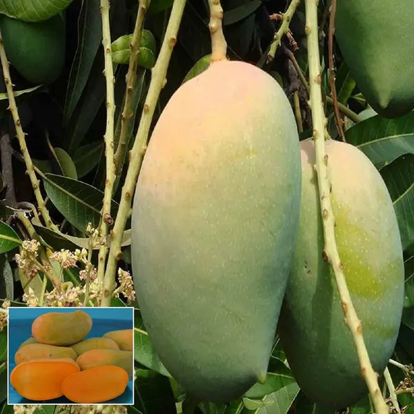 Gir_Kesar_Mango_Aam_Grafted_Fruit_Plant_(1.5-3_Feet_Height)