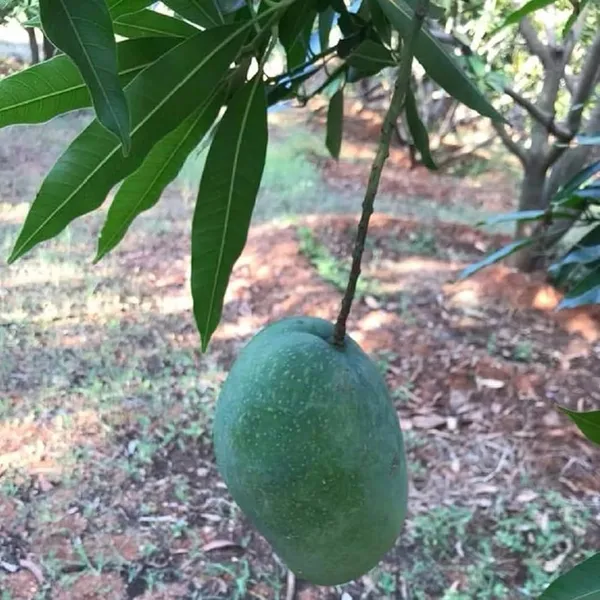 Imam_Pasand_Himayat_Humayun_Pasand_Mango_Aam_Grafted_Fruit_Plant_(1.5-3_Feet_Height)