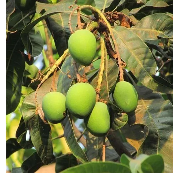 Langra_King_Of_Mango_Aam_Grafted_Fruit_Plant_(1.5-3_Feet_Height)