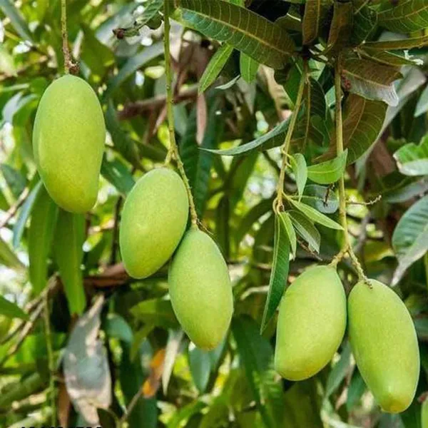 Sweet_Kaccha_Mitha_Mango_Aam_Grafted_Fruit_Plant_(1.5-3_Feet_Height)
