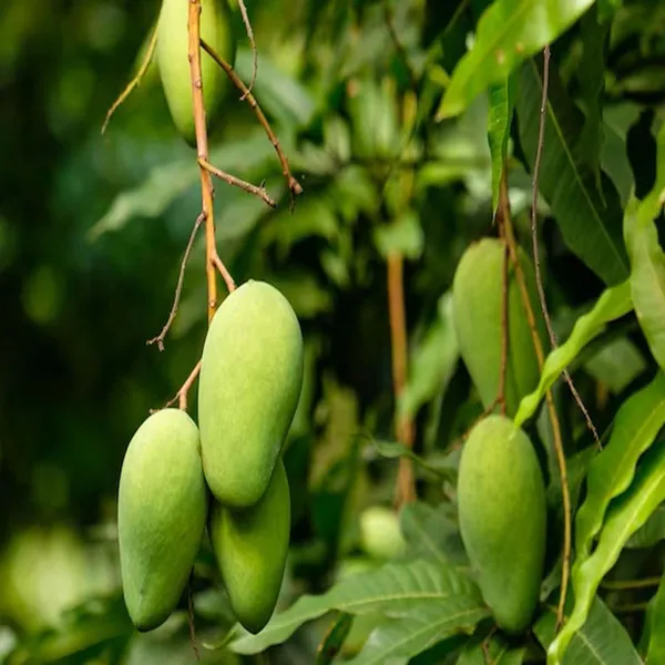 Honey_Sweet_Chaunsa_Mango_Aam_Grafted_Fruit_Plant_(1.5-3_Feet_Height)