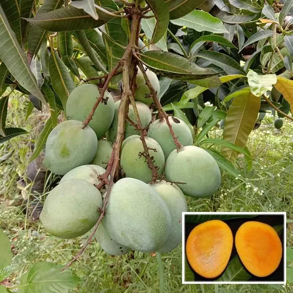 Malgova_Mulgoba_Mango_Aam_Grafted_Fruit_Plant_(1.5-3_Feet_Height)