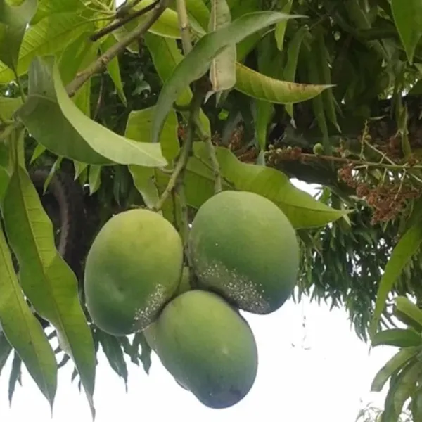 Malgova_Mulgoba_Mango_Aam_Grafted_Fruit_Plant_(1.5-3_Feet_Height)