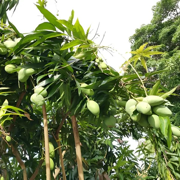 Malgova_Mulgoba_Mango_Aam_Grafted_Fruit_Plant_(1.5-3_Feet_Height)