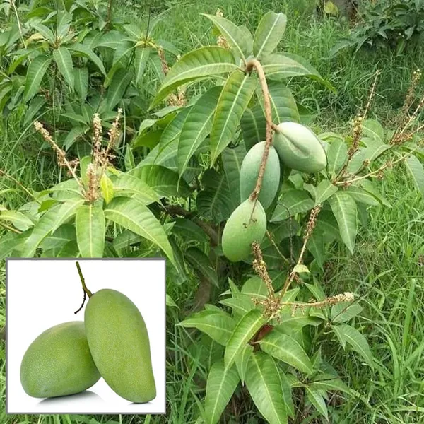 Thai_All_Time_Baramasi_Mango_Aam_Grafted_Fruit_Plant_(1.5-3_Feet_Height)