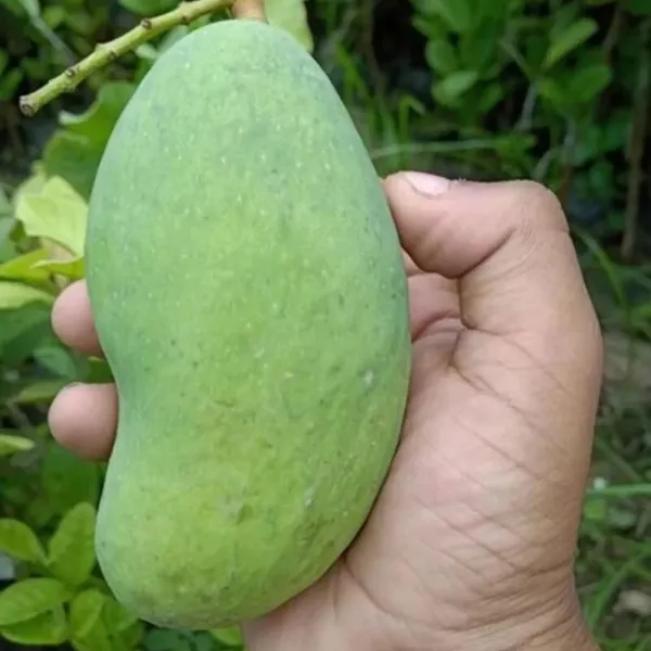 Thai_All_Time_Baramasi_Mango_Aam_Grafted_Fruit_Plant_(1.5-3_Feet_Height)