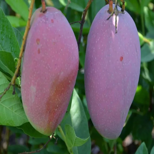 Bn_7_Mango_Aam_Grafted_Fruit_Plant_(1.5-3_Feet_Height)
