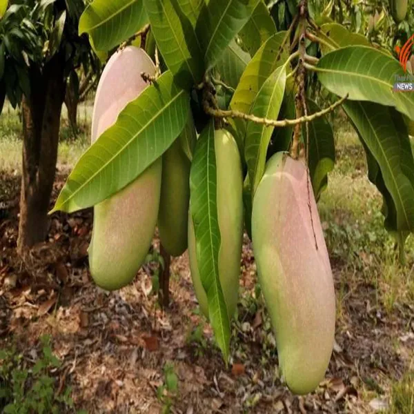 3_Taste_Three_Taste_Mango_Aam_Grafted_Fruit_Plant_(1.5-3_Feet_Height)