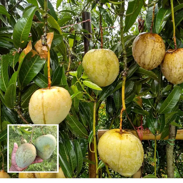 Bangladesh_Bari_4_Mango_Aam_Grafted_Fruit_Plant_(1.5-3_Feet_Height)