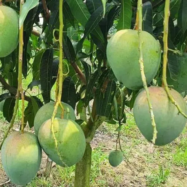 Bangladesh_Bari_4_Mango_Aam_Grafted_Fruit_Plant_(1.5-3_Feet_Height)