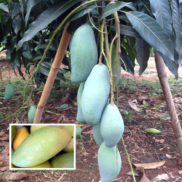 Thai_Kujai_Qjai_Mango_Aam_Grafted_Fruit_Plant_(1.5-3_Feet_Height)