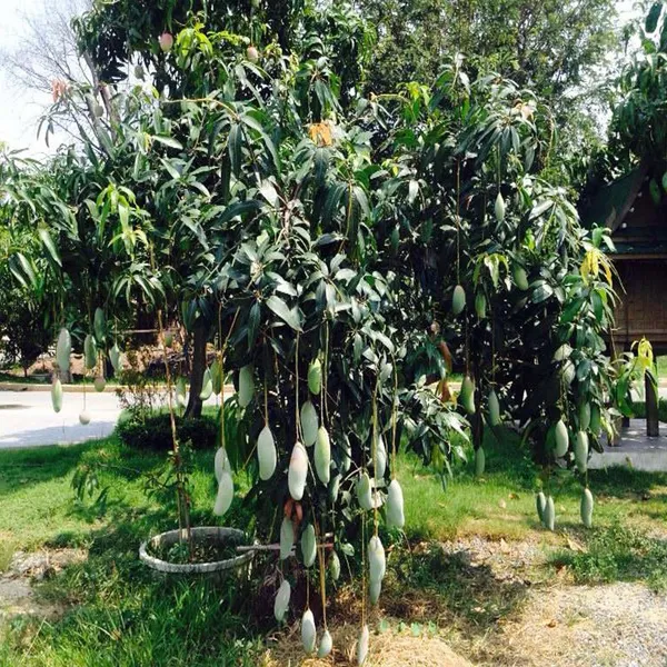 Thai_Kujai_Qjai_Mango_Aam_Grafted_Fruit_Plant_(1.5-3_Feet_Height)