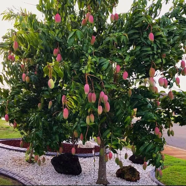 Valencia_Pride_Mango_Aam_Grafted_Fruit_Plant_(1.5-3_Feet_Height)
