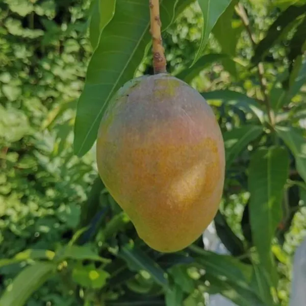 Pusa_Surya_Mango_Aam_Grafted_Fruit_Plant_(1.5-3_Feet_Height)
