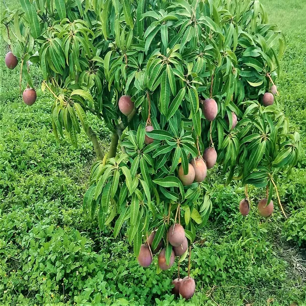 American_Kent_Mango_Aam_Grafted_Fruit_Plant_(1.5-3_Feet_Height)