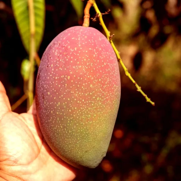 Osteen_Mango_Aam_Grafted_Fruit_Plant_(1.5-3_Feet_Height)