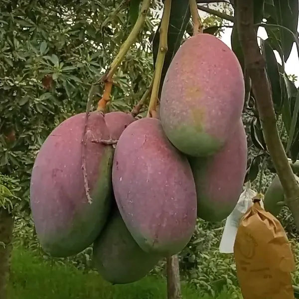 Bari_13_Mango_Aam_Grafted_Fruit_Plant_(1.5-3_Feet_Height)