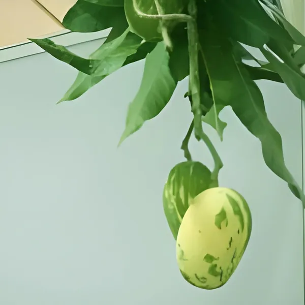 Variegated_Mango_Aam_Grafted_Fruit_Plant_(1.5-3_Feet_Height)