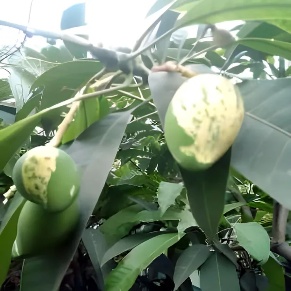 Variegated_Mango_Aam_Grafted_Fruit_Plant_(1.5-3_Feet_Height)