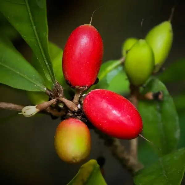 Miracle_Fruit_Layering/Grafted_Fruit_Plant_(1-2_Feet_Height)