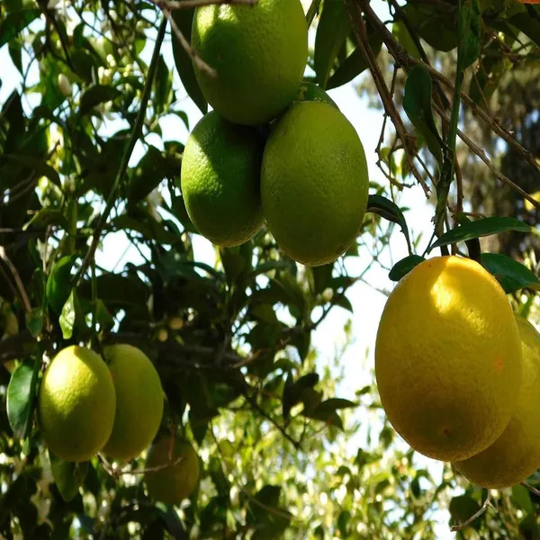 Sweet_Indian_Mosambi_Grafted_Fruit_Plant_(1.5-2_Feet_Height)