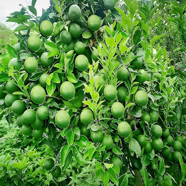 Bangladesh_Bari_1_Malta_Mosambi_Grafted_Fruit_Plant_(1.5-2_Feet_Height)