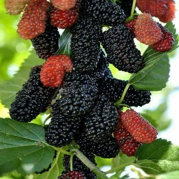 Mulberry_Shahtoot_All_Time_Layering/Grafted_Fruit_Plant_(1.5-2_Feet_Height)