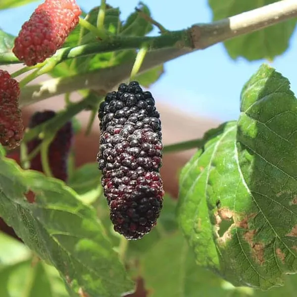 Mulberry_Shahtoot_All_Time_Layering/Grafted_Fruit_Plant_(1.5-2_Feet_Height)