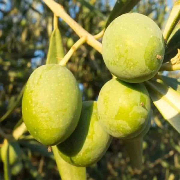 Sweet_All_Time_O_Jalpai_All_Time_Layering/Grafted_Fruit_Plant_(1.5-3_Feet_Height)