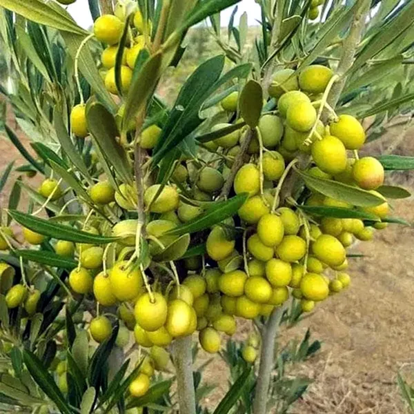 O_Jaitun_Layering/Grafted_Fruit_Plant_(1.5-3_Feet_Height)