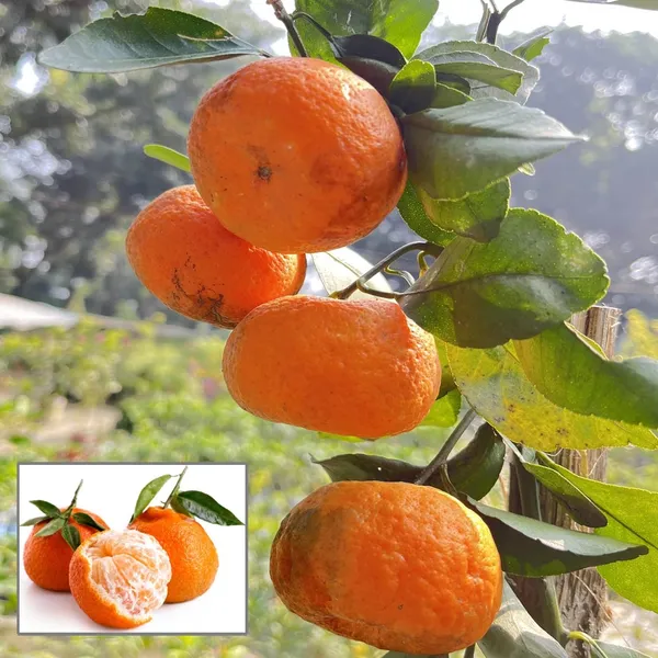 Darjeeling_Orange_Santra_Grafted_Fruit_Plant_(1.5-2_Feet_Height)