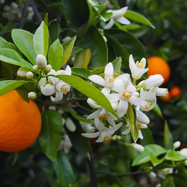 Bhutani_Chataki_Orange_Santra_Grafted_Fruit_Plant_(1.5-2_Feet_Height)